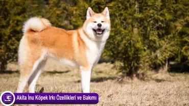 Akita İnu