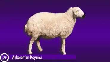 Akkaraman