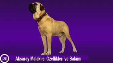 Aksaray Malaklısı