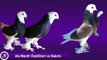 Ala Mardin