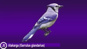Alakarga