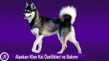 Alaskan Klee Kai