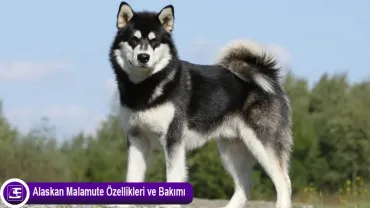 Alaskan Malamute