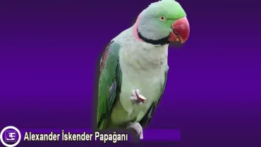 Alexander İskender Papağanı