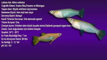 Alfaro cultratus