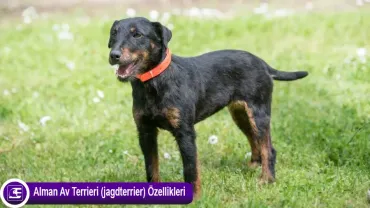 Alman Av Terrieri (Jagdterrier)