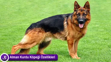 Alman Kurdu