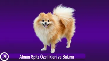 Alman Spitz (German Spitz)
