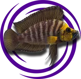 Altolamprologus compressiceps