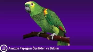 Amazon Papağanı (Amazona)