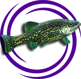 Ameca splendens (Butterfly Geoodeid)