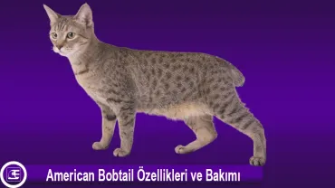 American Bobtail