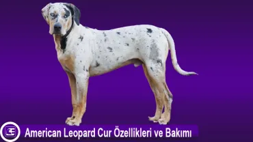 American Leopard Hound (American Leopard Cur)