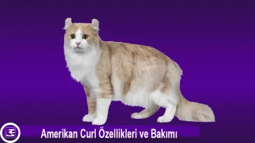 Amerikan Curl