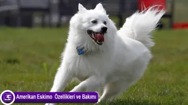 American Eskimo