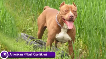 Amerikan Pitbull Terrier