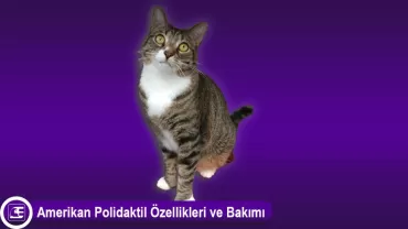 Amerikan Polidaktil
