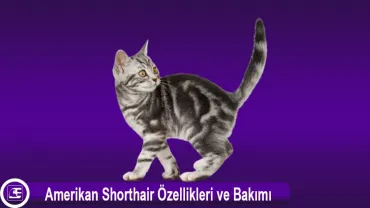 Amerikan Shorthair