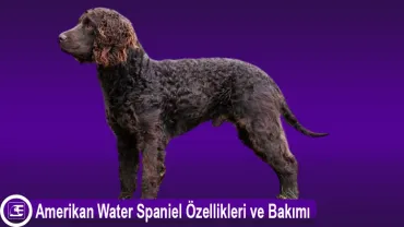 Amerikan Water Spaniel