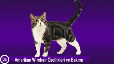 Amerikan Wirehair