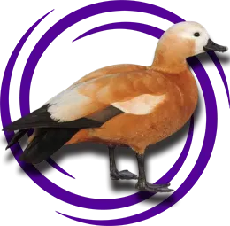 Angut Ördeği (Angıt)