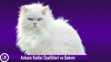 Ankara Kedisi (Angora Cat)