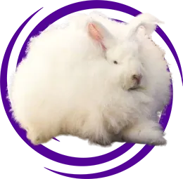 Ankara Tavşanı (Angora)