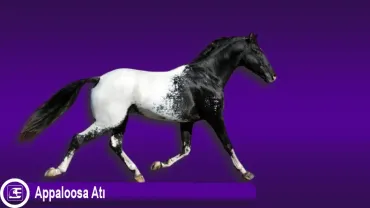 Appaloosa Atı