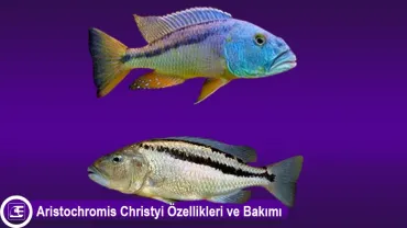 Aristochromis Christyi