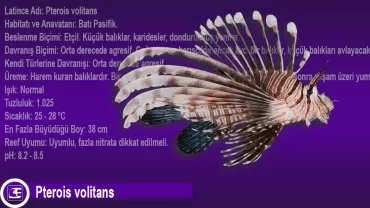Pterois volitans (Aslan Balığı)