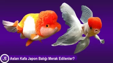 Aslanbaş, Aslan Kafa