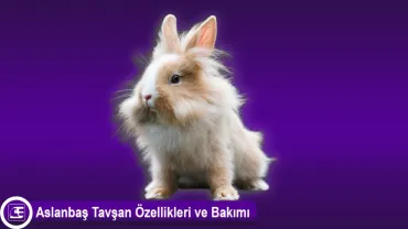 Aslanbaş Tavşanı