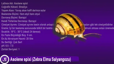 Asolene spixi (Zebra Elma Salyangozu)