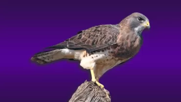 Atmaca (Accipiter nisus)