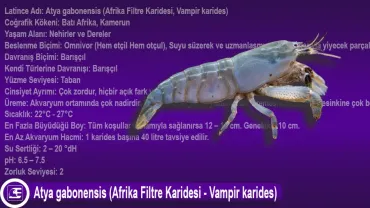 Atya gabonensis (Vampir karides)