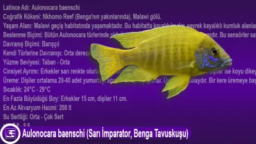 Aulonocara baenschi (Sarı İmparator, Benga Tavuskuşu)