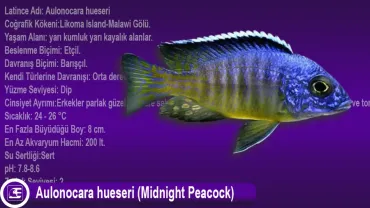 Aulonocara hueseri (Midnight Peacock)
