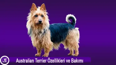 Australian Terrier