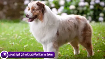 Avustralya Çoban Köpeği (Australian Shepherd)