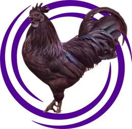 Ayam Cemani