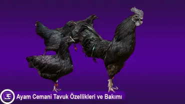 Ayam Cemani