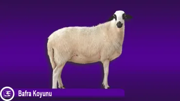 Bafra Koyunu
