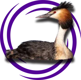 Bahri (Podiceps cristatus)