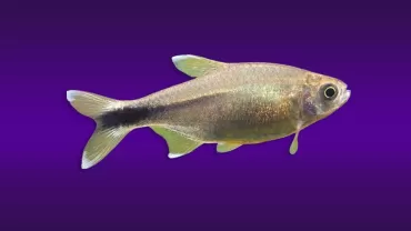 Hasemania nana (Bakır Tetra)