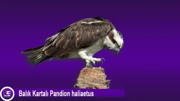 Balık Kartalı (Pandion haliaetus)