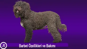 Barbet
