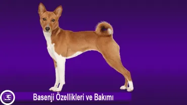 Basenji
