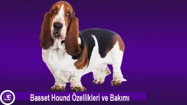 Basset Hound