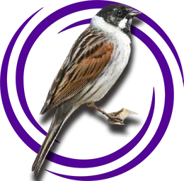 Bataklık Çintesi (Melospiza georgiana)