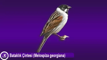 Bataklık Çintesi (Melospiza georgiana)